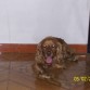 Este es mi perro Junko, un cocker spaniel ingles ya tiene 4 años conmigo y es muy amargado y agracivo.Pero con todos sus defectos y virtudes yo lo Adoroooo!!!
